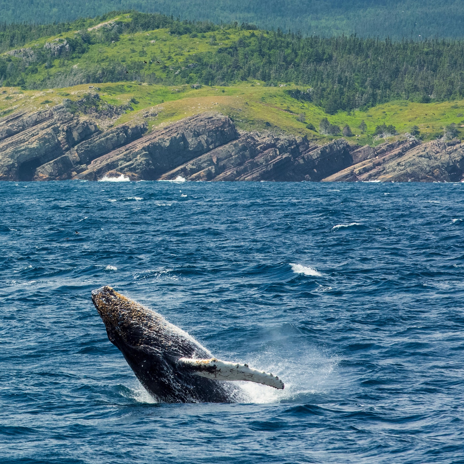 Tagging Along With Newfoundland's Resident Whale Whisperer